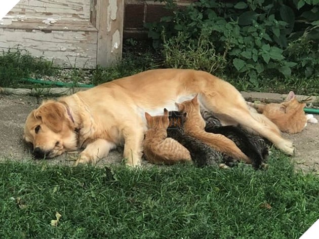 20 hình ảnh ghi lại khoảnh khắc các bé chó mèo cũng phải mất kiên nhẫn khi được làm mẹ 8