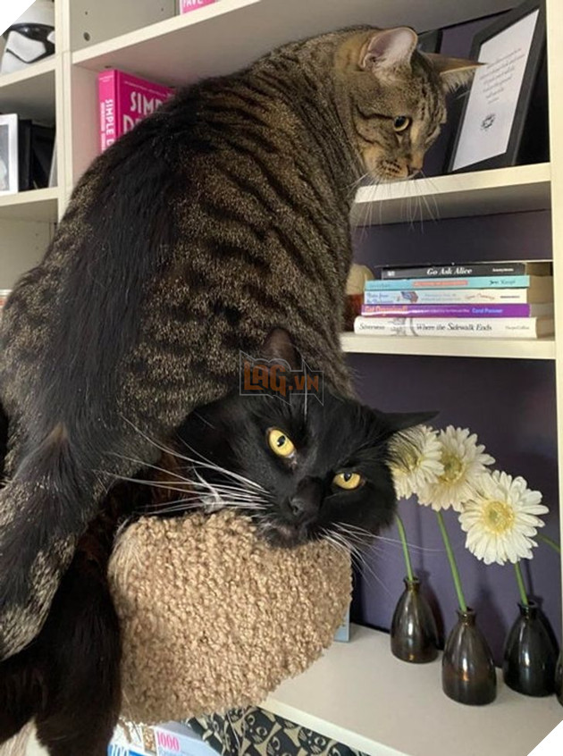 17 con sen u mê tưởng là càng nuôi nhiều mèo thì sẽ càng vui nhưng cuối cùng phải gánh chịu hậu quả khôn lường