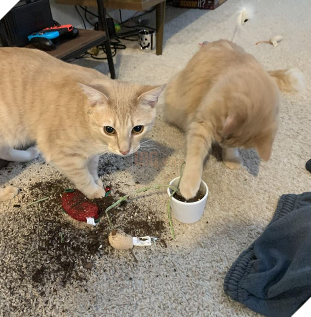 17 con sen u mê tưởng là càng nuôi nhiều mèo thì sẽ càng vui nhưng cuối cùng phải gánh chịu hậu quả khôn lường 17