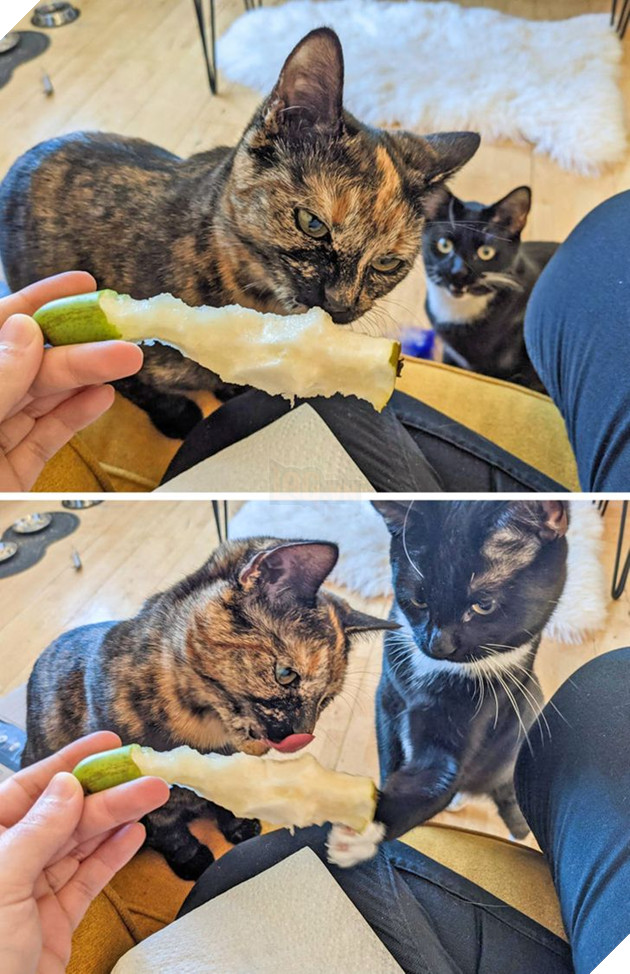 17 con sen u mê tưởng là càng nuôi nhiều mèo thì sẽ càng vui nhưng cuối cùng phải gánh chịu hậu quả khôn lường 15