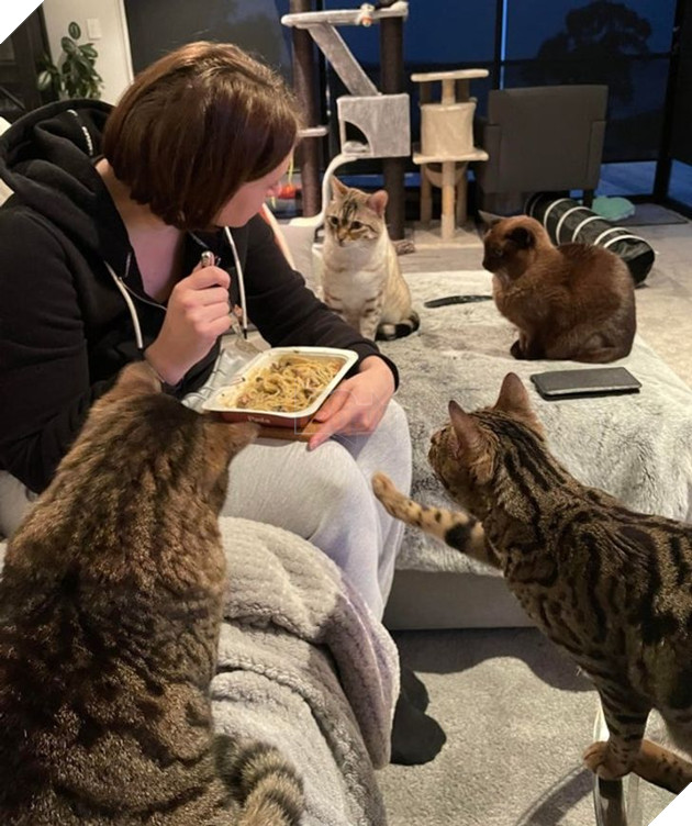 17 con sen u mê tưởng là càng nuôi nhiều mèo thì sẽ càng vui nhưng cuối cùng phải gánh chịu hậu quả khôn lường 3