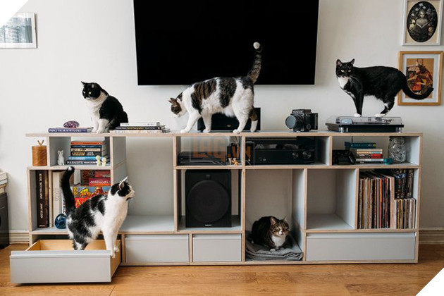 17 con sen u mê tưởng là càng nuôi nhiều mèo thì sẽ càng vui nhưng cuối cùng phải gánh chịu hậu quả khôn lường 9