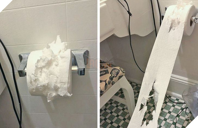 17 con sen u mê tưởng là càng nuôi nhiều mèo thì sẽ càng vui nhưng cuối cùng phải gánh chịu hậu quả khôn lường 14