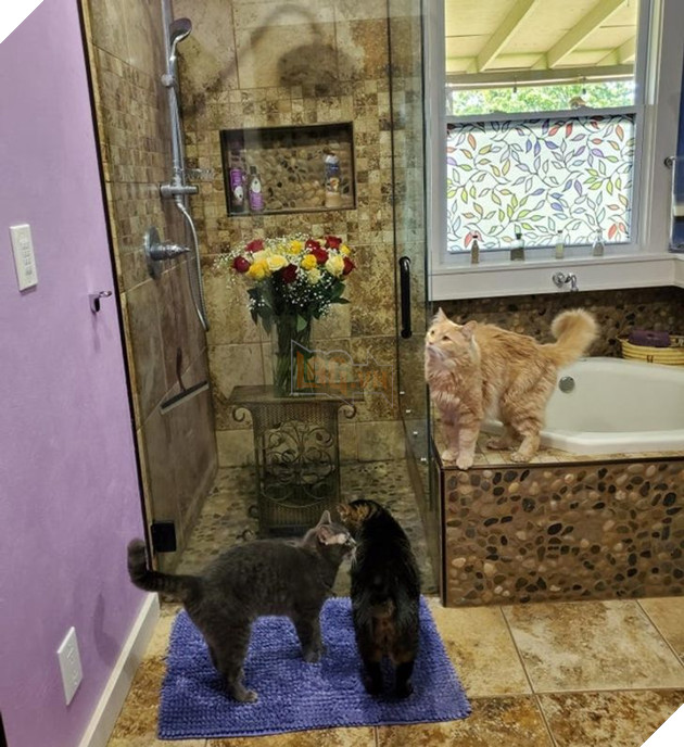 17 con sen u mê tưởng là càng nuôi nhiều mèo thì sẽ càng vui nhưng cuối cùng phải gánh chịu hậu quả khôn lường 5