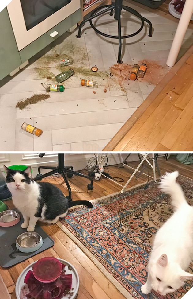 17 con sen u mê tưởng là càng nuôi nhiều mèo thì sẽ càng vui nhưng cuối cùng phải gánh chịu hậu quả khôn lường 10