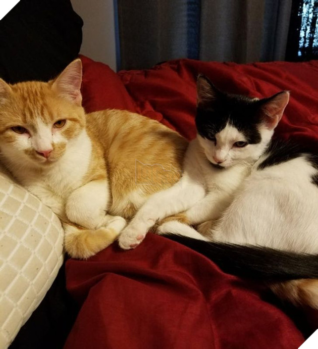 17 con sen u mê tưởng là càng nuôi nhiều mèo thì sẽ càng vui nhưng cuối cùng phải gánh chịu hậu quả khôn lường 13