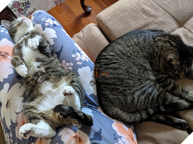 17 con sen u mê tưởng là càng nuôi nhiều mèo thì sẽ càng vui nhưng cuối cùng phải gánh chịu hậu quả khôn lường 7