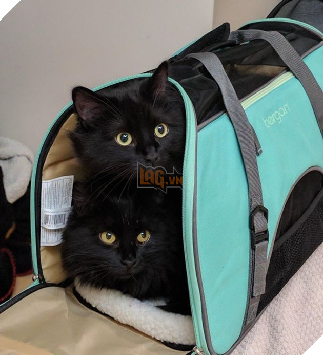 17 con sen u mê tưởng là càng nuôi nhiều mèo thì sẽ càng vui nhưng cuối cùng phải gánh chịu hậu quả khôn lường 4