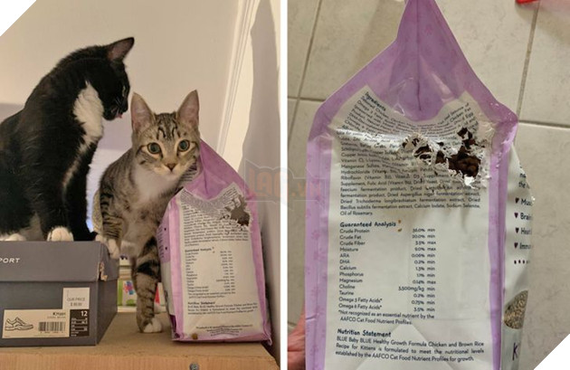 17 con sen u mê tưởng là càng nuôi nhiều mèo thì sẽ càng vui nhưng cuối cùng phải gánh chịu hậu quả khôn lường 6