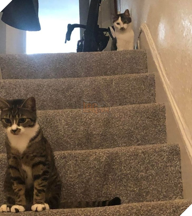 17 con sen u mê tưởng là càng nuôi nhiều mèo thì sẽ càng vui nhưng cuối cùng phải gánh chịu hậu quả khôn lường 12