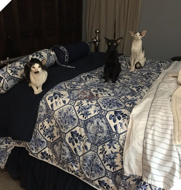 17 con sen u mê tưởng là càng nuôi nhiều mèo thì sẽ càng vui nhưng cuối cùng phải gánh chịu hậu quả khôn lường 16