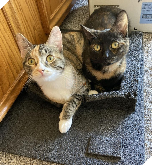 17 con sen u mê tưởng là càng nuôi nhiều mèo thì sẽ càng vui nhưng cuối cùng phải gánh chịu hậu quả khôn lường 2