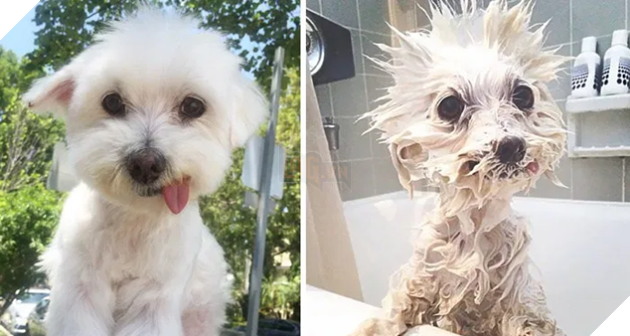 Tổng hợp 15 bé động vật trở thành thảm họa sau khi tắm khiến bạn phải phì cười 16