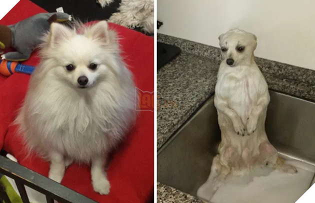 Tổng hợp 15 bé động vật trở thành thảm họa sau khi tắm khiến bạn phải phì cười 2