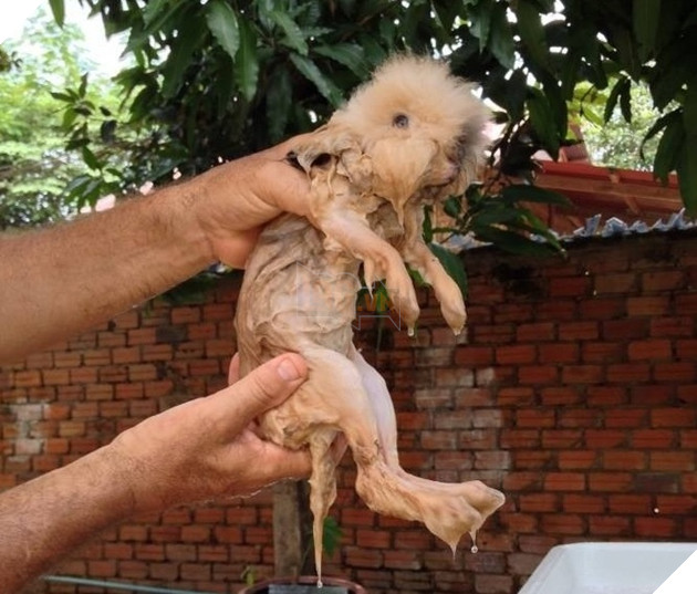 Tổng hợp 15 bé động vật trở thành thảm họa sau khi tắm khiến bạn phải phì cười 11