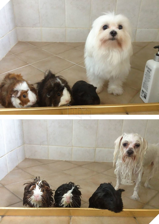 Tổng hợp 15 bé động vật trở thành thảm họa sau khi tắm khiến bạn phải phì cười 12
