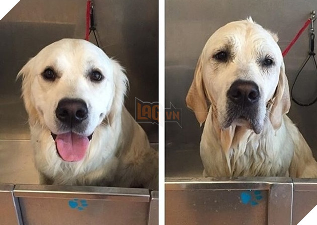 Tổng hợp 15 bé động vật trở thành thảm họa sau khi tắm khiến bạn phải phì cười 13