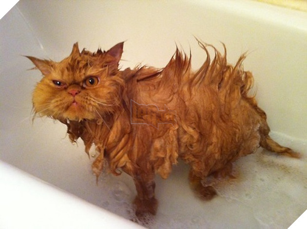 Tổng hợp 15 bé động vật trở thành thảm họa sau khi tắm khiến bạn phải phì cười 14