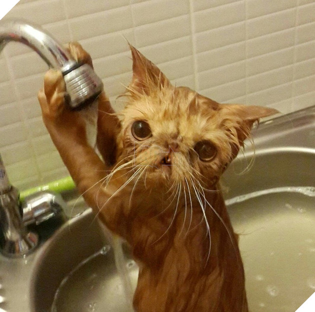 Tổng hợp 15 bé động vật trở thành thảm họa sau khi tắm khiến bạn phải phì cười 15