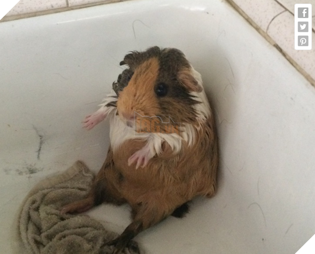 Tổng hợp 15 bé động vật trở thành thảm họa sau khi tắm khiến bạn phải phì cười 7