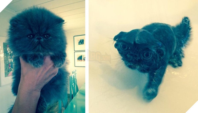 Tổng hợp 15 bé động vật trở thành thảm họa sau khi tắm khiến bạn phải phì cười 3