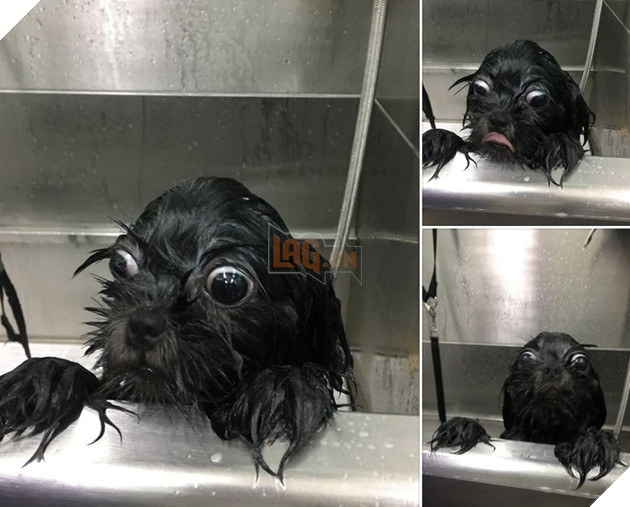 Tổng hợp 15 bé động vật trở thành thảm họa sau khi tắm khiến bạn phải phì cười 4