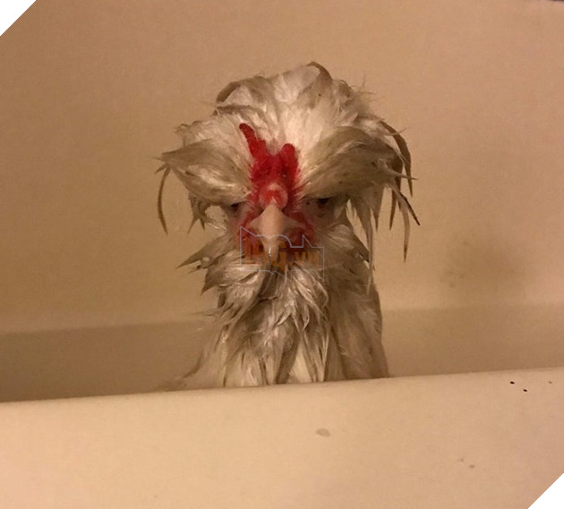 Tổng hợp 15 bé động vật trở thành thảm họa sau khi tắm khiến bạn phải phì cười 5