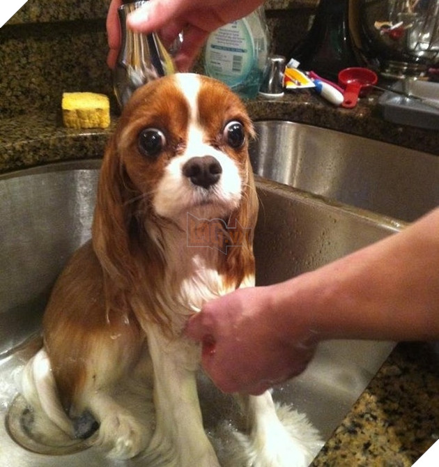 Tổng hợp 15 bé động vật trở thành thảm họa sau khi tắm khiến bạn phải phì cười 6