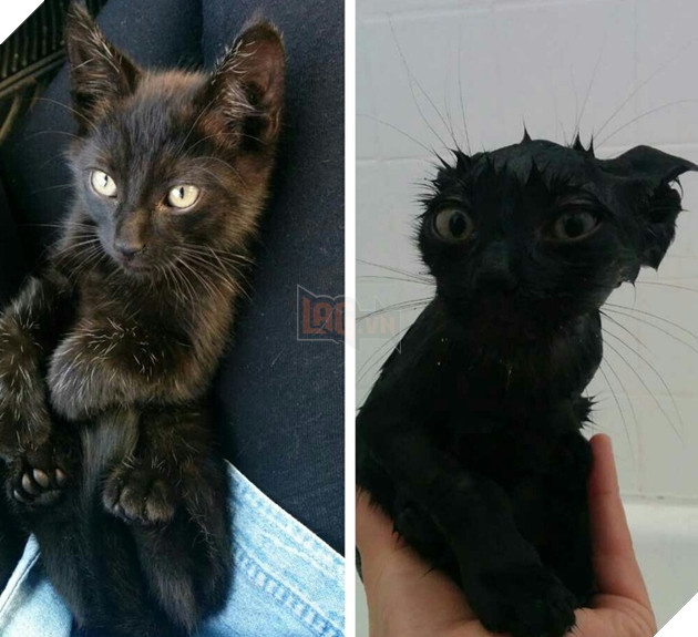 Tổng hợp 15 bé động vật trở thành thảm họa sau khi tắm khiến bạn phải phì cười 8