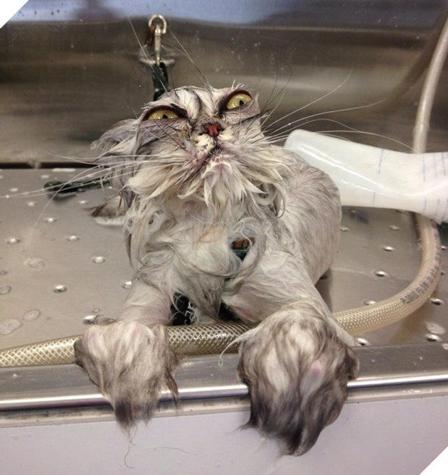 Tổng hợp 15 bé động vật trở thành thảm họa sau khi tắm khiến bạn phải phì cười 9