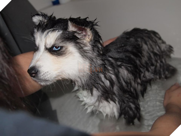 Tổng hợp 15 bé động vật trở thành thảm họa sau khi tắm khiến bạn phải phì cười 10