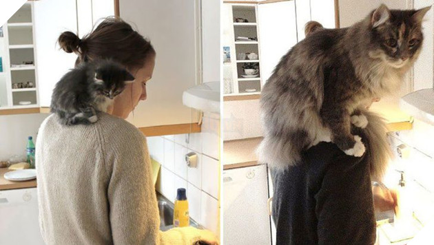 15 hình cho thấy tình yêu thương ngày một bền vững theo thời gian giữa con sen và các bé chó mèo khiến bạn thấy ấm lòng 7