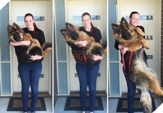 15 hình cho thấy tình yêu thương ngày một bền vững theo thời gian giữa con sen và các bé chó mèo khiến bạn thấy ấm lòng 10