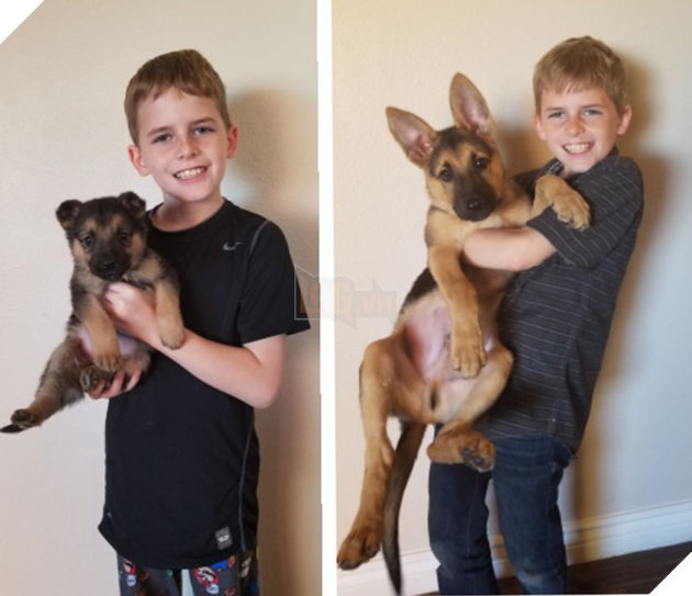 15 hình cho thấy tình yêu thương ngày một bền vững theo thời gian giữa con sen và các bé chó mèo khiến bạn thấy ấm lòng 9