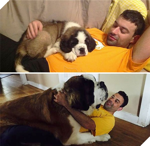 15 hình cho thấy tình yêu thương ngày một bền vững theo thời gian giữa con sen và các bé chó mèo khiến bạn thấy ấm lòng 11