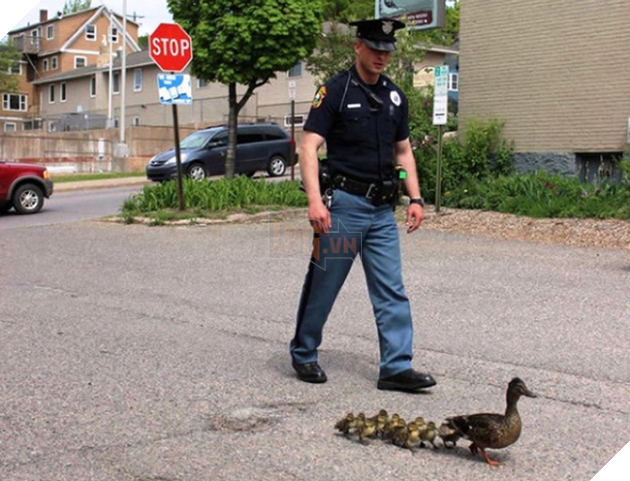 12 hình ảnh ấm lòng khi con người ra tay cứu giúp những bé động vật đang gặp nguy hiểm khiến bạn cảm thấy ấm lòng 11