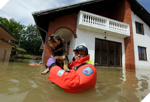 12 hình ảnh ấm lòng khi con người ra tay cứu giúp những bé động vật đang gặp nguy hiểm khiến bạn cảm thấy ấm lòng