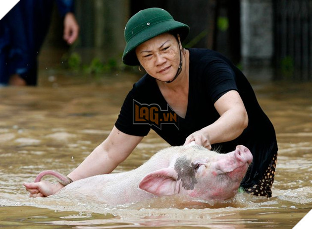12 hình ảnh ấm lòng khi con người ra tay cứu giúp những bé động vật đang gặp nguy hiểm khiến bạn cảm thấy ấm lòng 10