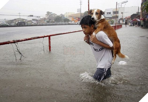 12 hình ảnh ấm lòng khi con người ra tay cứu giúp những bé động vật đang gặp nguy hiểm khiến bạn cảm thấy ấm lòng 2