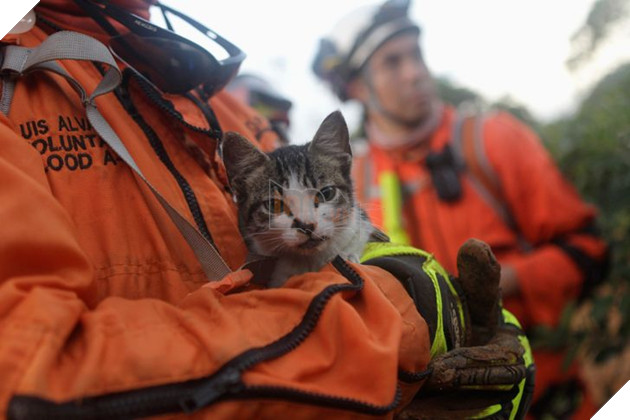 12 hình ảnh ấm lòng khi con người ra tay cứu giúp những bé động vật đang gặp nguy hiểm khiến bạn cảm thấy ấm lòng 8