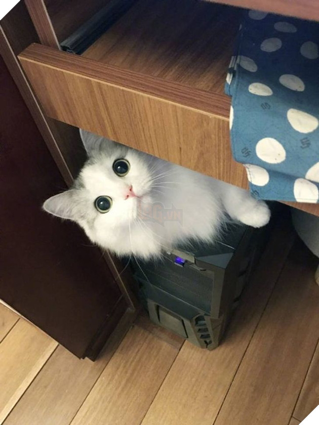 22 loài vật tìm kiếm vị trí nằm thoải mái nhất lại ở những nơi quái đản nhất khiến sen phải bật cười 11