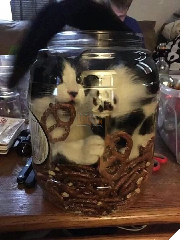 22 loài vật tìm kiếm vị trí nằm thoải mái nhất lại ở những nơi quái đản nhất khiến sen phải bật cười 18