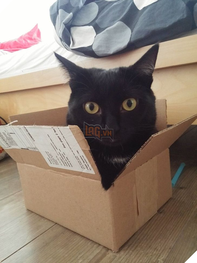 22 loài vật tìm kiếm vị trí nằm thoải mái nhất lại ở những nơi quái đản nhất khiến sen phải bật cười 15