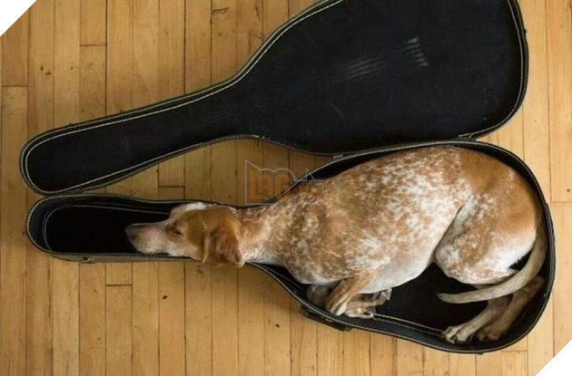 22 loài vật tìm kiếm vị trí nằm thoải mái nhất lại ở những nơi quái đản nhất khiến sen phải bật cười 14