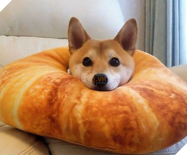 22 loài vật tìm kiếm vị trí nằm thoải mái nhất lại ở những nơi quái đản nhất khiến sen phải bật cười 21