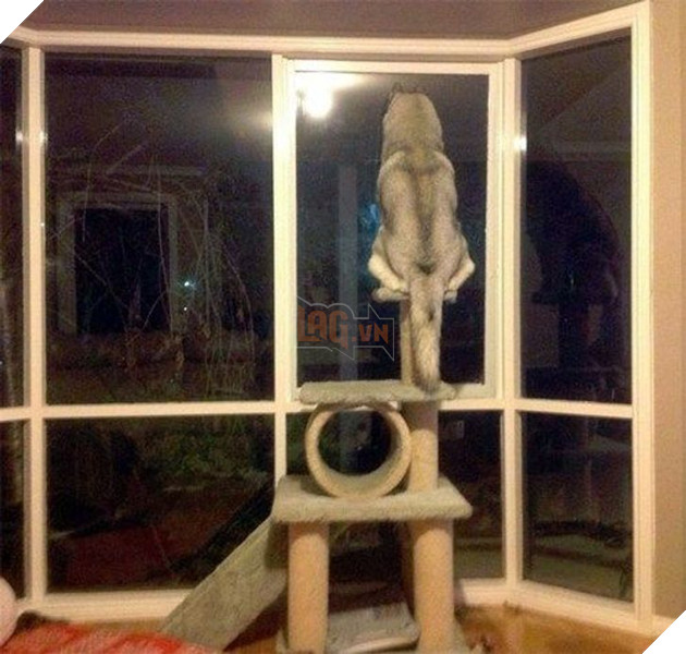 22 loài vật tìm kiếm vị trí nằm thoải mái nhất lại ở những nơi quái đản nhất khiến sen phải bật cười 17