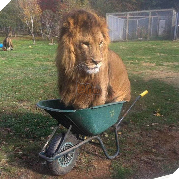 22 loài vật tìm kiếm vị trí nằm thoải mái nhất lại ở những nơi quái đản nhất khiến sen phải bật cười 6