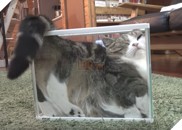 22 loài vật tìm kiếm vị trí nằm thoải mái nhất lại ở những nơi quái đản nhất khiến sen phải bật cười 9