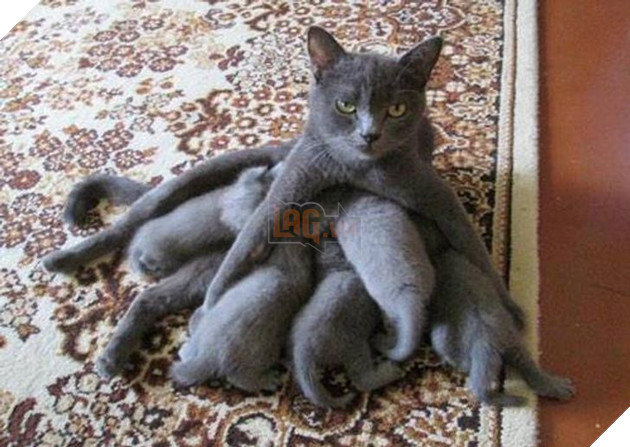 16 hình ảnh cho thấy làm mẹ khó đấy phải đâu chuyện đùa ở các bé động vật khiến cho bạn cảm thấy đồng cảm 2