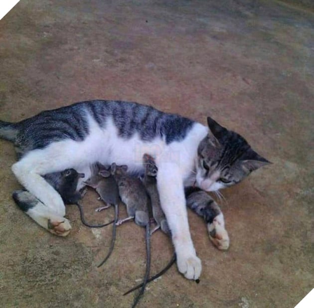 16 hình ảnh cho thấy làm mẹ khó đấy phải đâu chuyện đùa ở các bé động vật khiến cho bạn cảm thấy đồng cảm 4